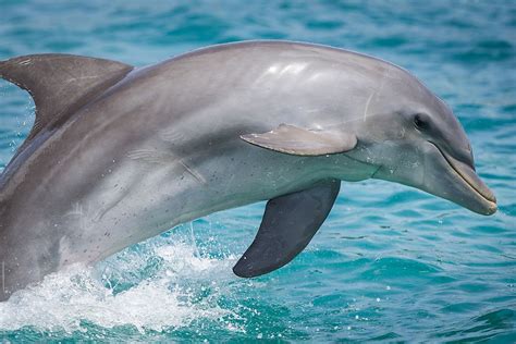 Is a dolphin a mammal. Things To Know About Is a dolphin a mammal. 